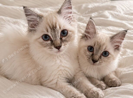 Ragdoll Kittens