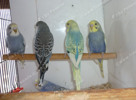 Baby budgies ready for new homes