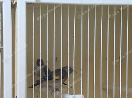 4 grey goldfinchs for sale