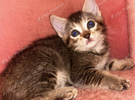Kittens For Sale