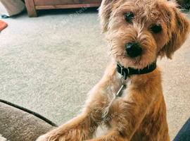 2 yr old Dog for rehoming