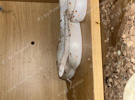 Male corn snake