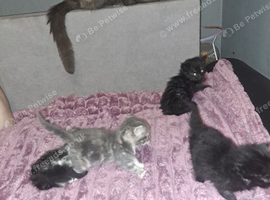 Only 2 of the 4 beautiful kitten looking for their bu looks on photo they just seek yo be black but at closer look they classed as smoke colouring  th
