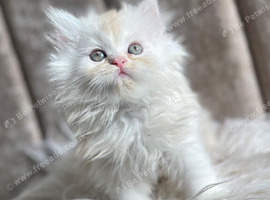 Persian Chinchilla kitten