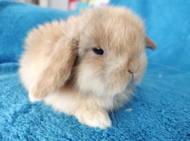Baby mini lops for sale