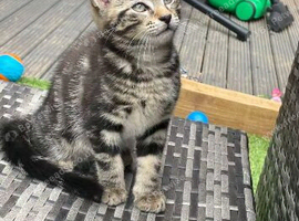 Male boy kitten