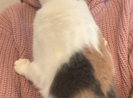 A beautiful female 10 months old litter trained