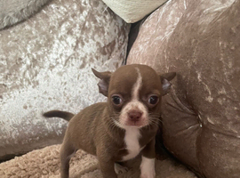 From kc registered parents pure Chihuahua puppies for sale