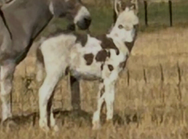 Minature jack donkey foal