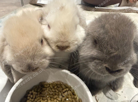 3x Mini lops