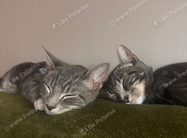 6 month old twin tabby kittens.