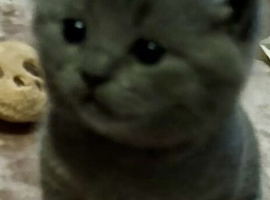 (One left boy and one girl left )have first litter of five  amazing Bsh blues kittens(one boy left)