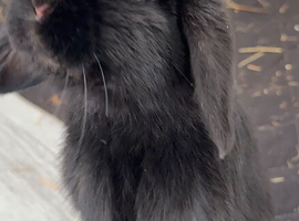 Mini lop rabbit
