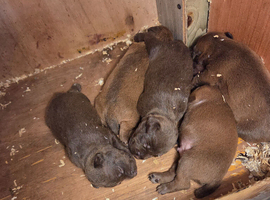 Chocolate, patterdale pups, ready in 4 weeks!