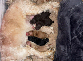 Cockapoo rainbow litter