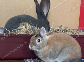 Cindy and Rooster, continental giant and netherland dwarf