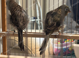North Dutch frill canary
