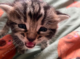 4 beautiful Kittens for