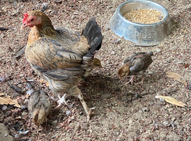 Old English hen and chicks