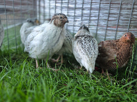 2 boy Pearl Fee Quails