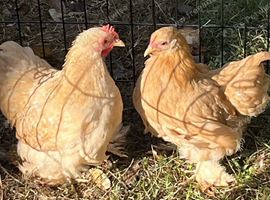 Pair of Buff Pekin Bantams