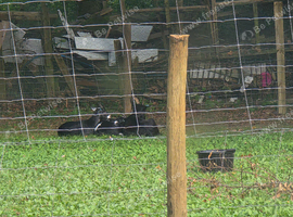 Nanny goat and 2 babies