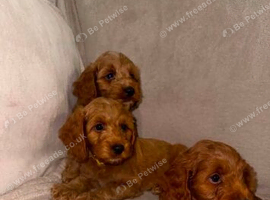 Cockapoo puppies READY NOW