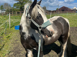 IDEAL FIRST PONY