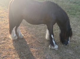 5 year old Mini Cob Gelding