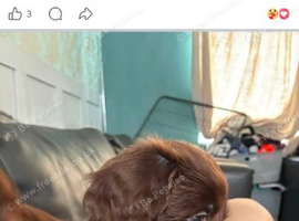 3 boy puppy