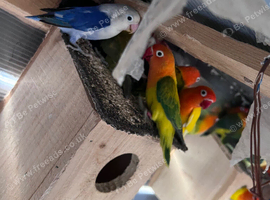 For Sale-lovebirds