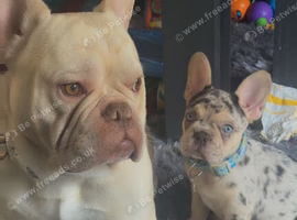 Male French bulldog tri Merle available