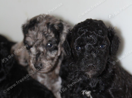 Health tested miniature poodle puppies