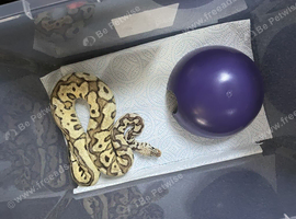 Royal Pythons for Sale Falkirk