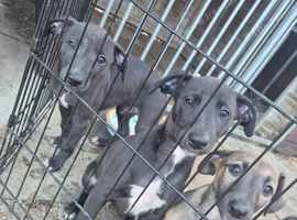 Lurcher pups for sale. Beautiful litter both parents can be seen