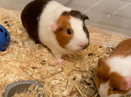 2 Female Guinea Pigs (1 Adult + 1 Six-week old baby)
