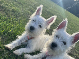 West highland terrier girls