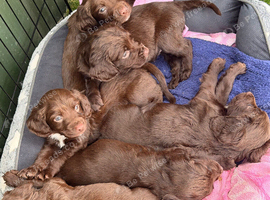 Sprocker spaniel puppies