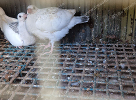 Pigeons