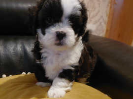 For Sale