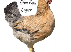 Tutti frutti point of lay pullets ( blue egg layers)