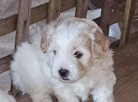 Adorable boy left