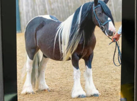 Beautiful traditional cob mare
