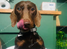 MALE dashchund STUD