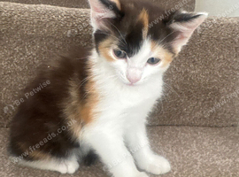 Lovely girl kitten