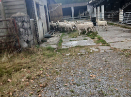 Sheep for sale
