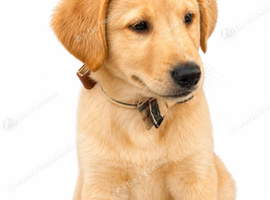 SIMBA IS THE ONLY BOY AVAILABLE OUT OF LITTER OF 6