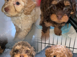 Unique Cavapoos pups