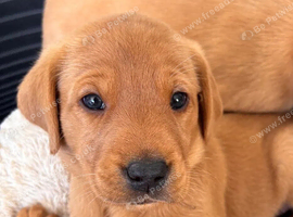 **Fox Red Labrador Puppies &ndash; Beautiful Coats, Gentle Hearts**