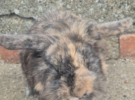 Lionhead doe